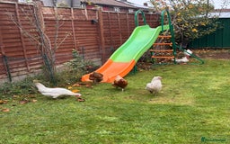 Chickens poultry for sale: x 8 Egg laying chickens  - Image 15