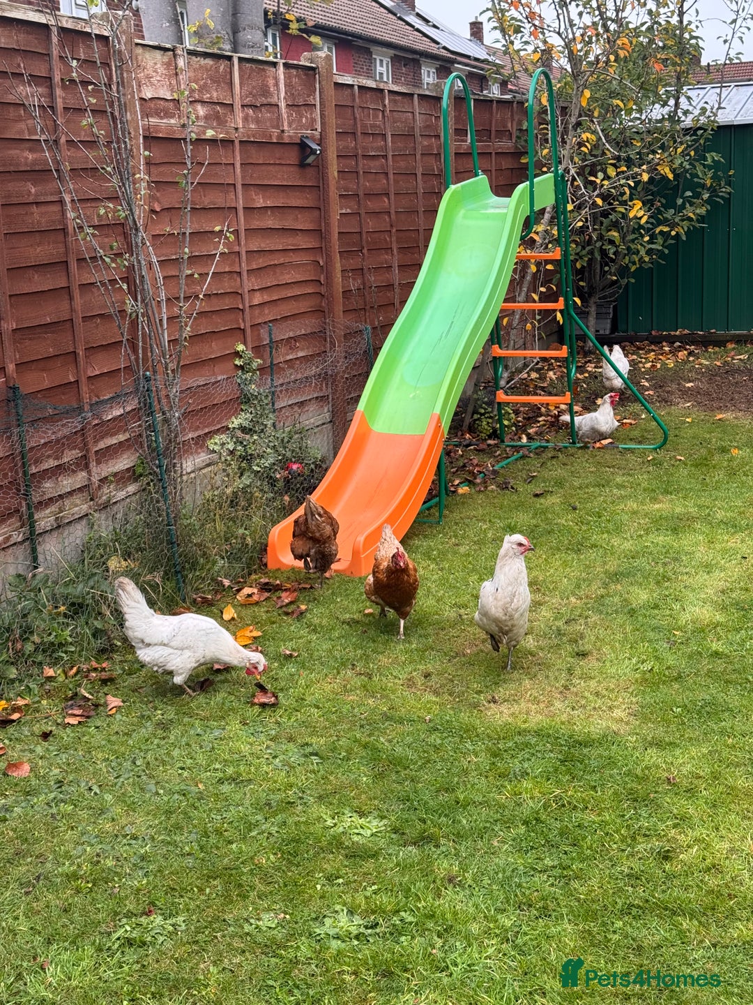 Chickens poultry for sale: x 8 Egg laying chickens  - Image 15