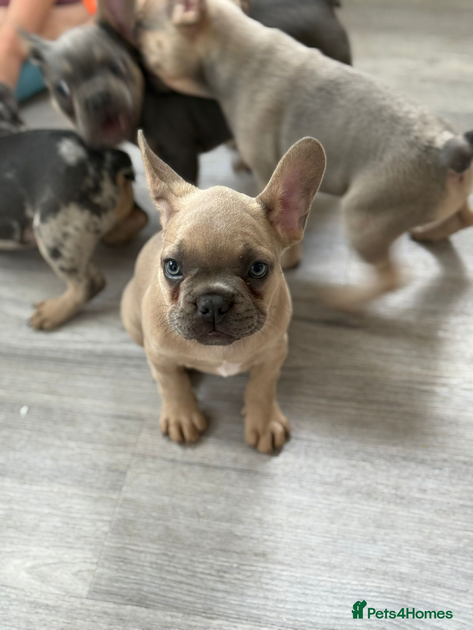 French Bulldog dogs Just two girls waiting 💓 - Advert 12
