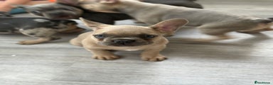 French Bulldog Puppy 1