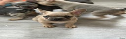French Bulldog dogs for sale: Just two girls waiting 💓 - Advert 1