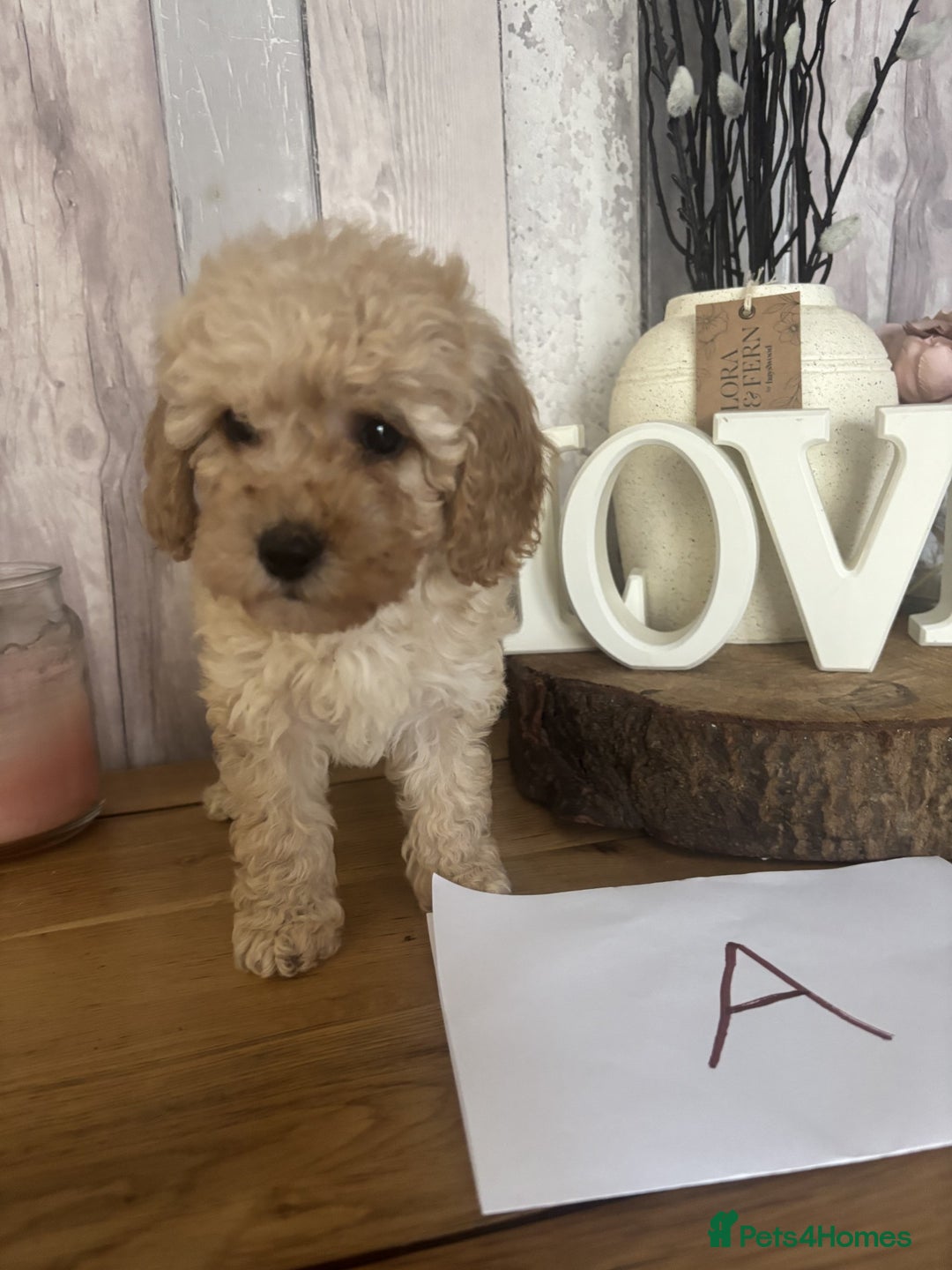 Cockapoo dogs for sale: Cockapoo Puppies looking for their forever homes - Advert 35