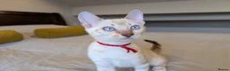 Bengal cats for sale: 🤍🩶 GORGEOUS BENGAL KITTENS 🩶🤍 - Advert 7