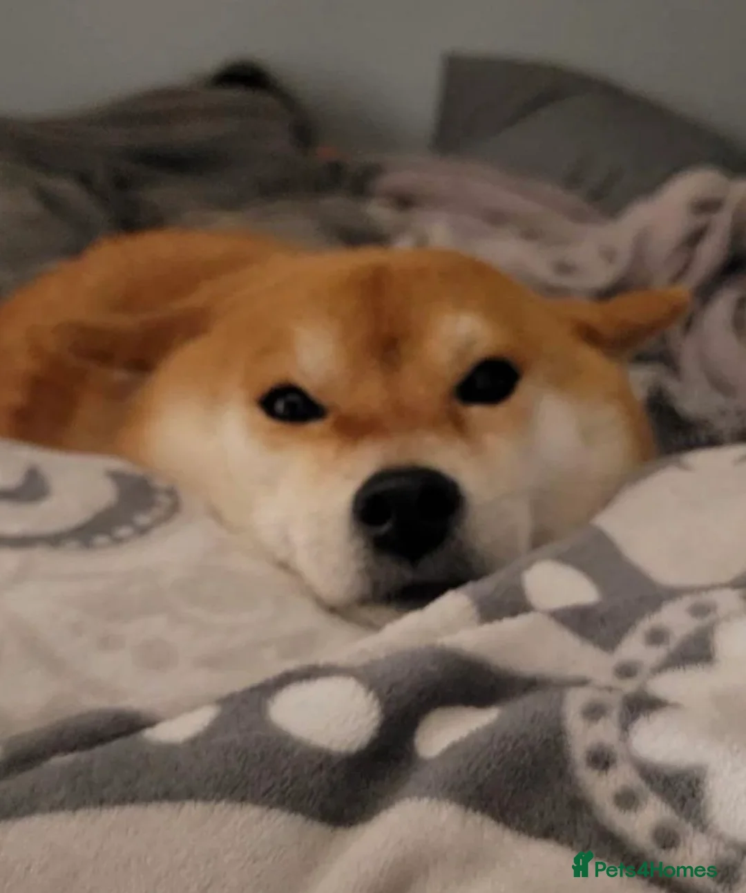 Japanese Shiba Inu dogs for sale: Superb Shiba - Excellent Companion - Advert 6