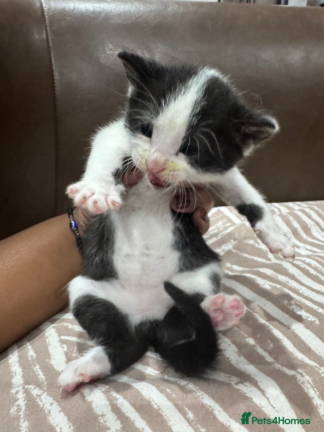 British Shorthair cats for sale: British Shorthair Kittens – Black & White & Beige - Image 16