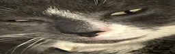 Domestic Shorthair cats for sale: Sandwich - Advert 9