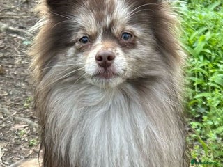 Pomeranian dogs in Chesterfield - Advert 19