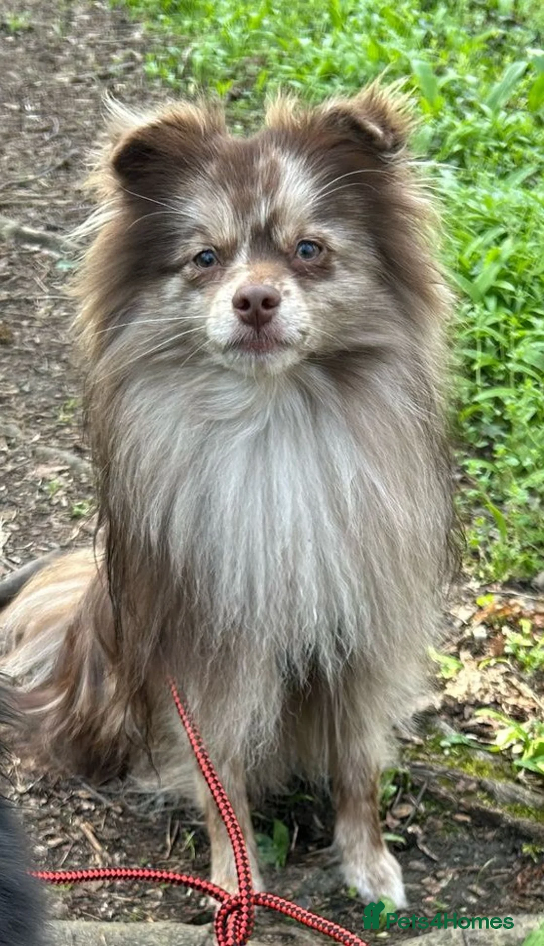 Pomeranian dogs for stud: Rare Merle Pomeranian For Stud Derbyshire in Chesterfield - Advert 2