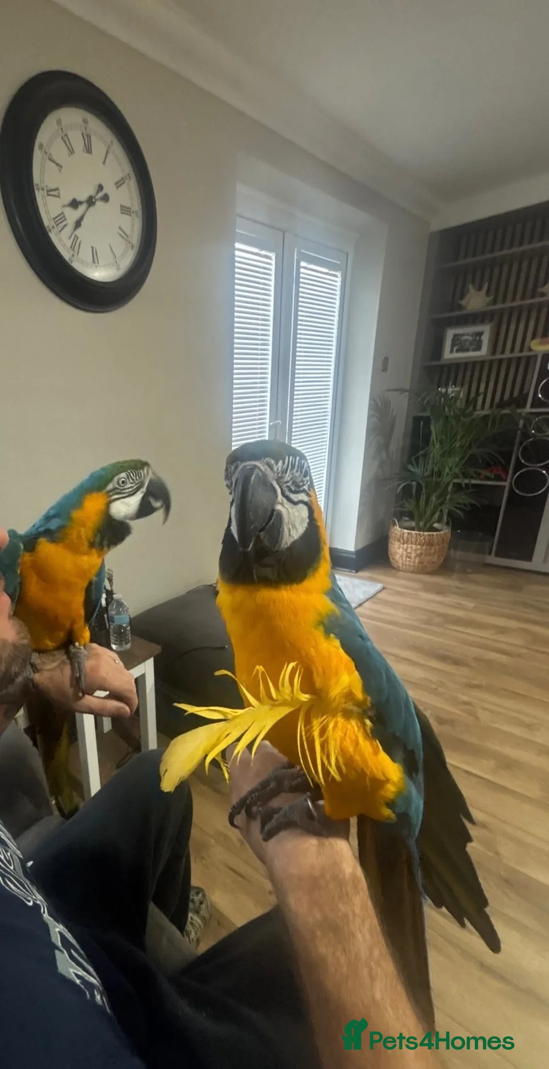 Macaws birds for sale: Blue and gold macaws - Advert 1