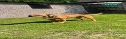 Mixed Breed dogs for sale: Staffordshire bull terrier mixed breed  - Advert 2