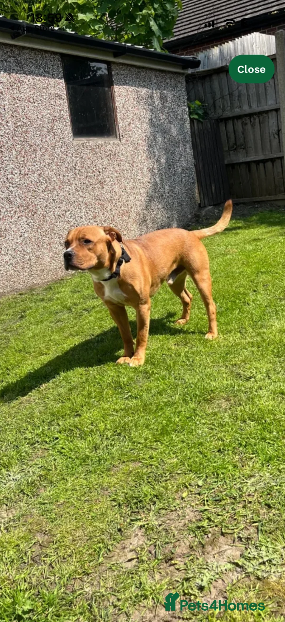 Mixed Breed dogs for sale: Staffordshire bull terrier mixed breed  - Advert 2