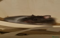 Hamster rodents for sale: Long Haired Syrian Hamster - Image 5