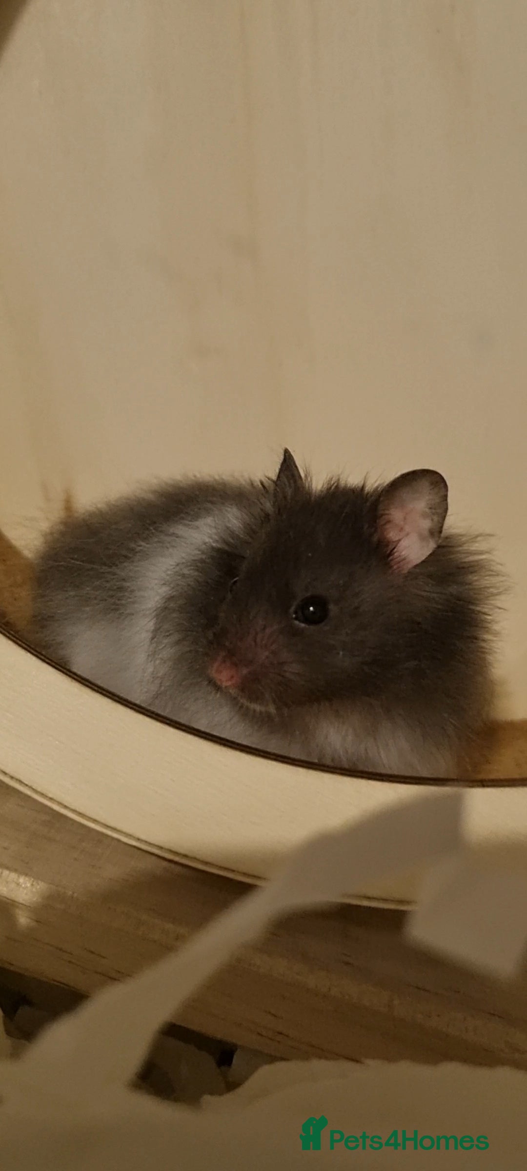 Hamster rodents for sale: Long Haired Syrian Hamster - Image 5