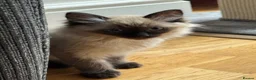 Ragdoll cats for sale: Loving playful ragdolls - Advert 2