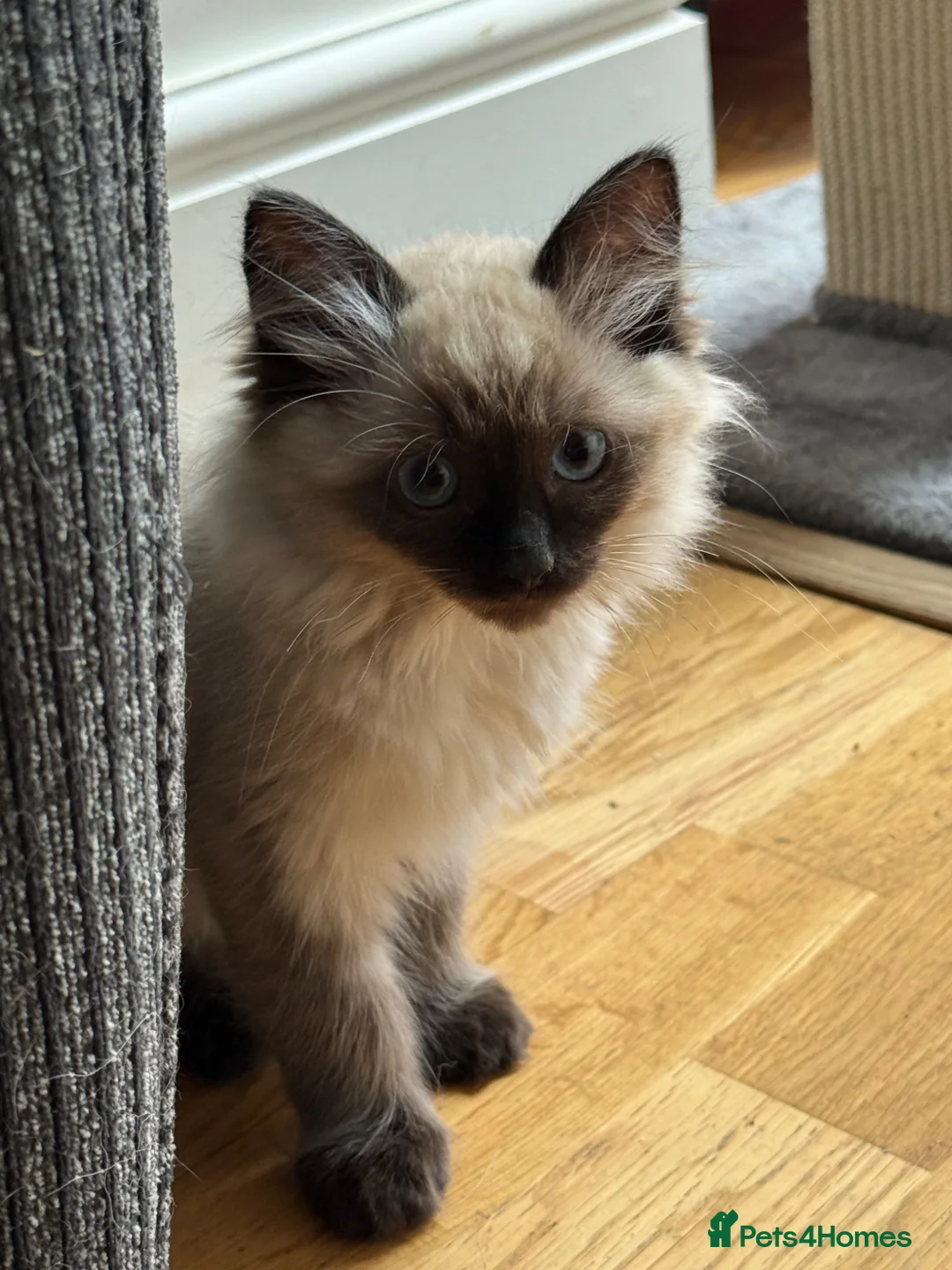 Ragdoll cats for sale: Loving playful ragdolls - Advert 2
