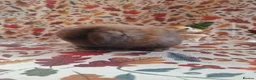 Mini Lop rabbits for sale: Beautiful Mini Lop Babies Ready from 25th Oct in Darlington - Advert 4