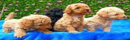 Toy Poodle dogs for sale: HEALTH TESTED TOY POODLES KC REG  - Advert 2