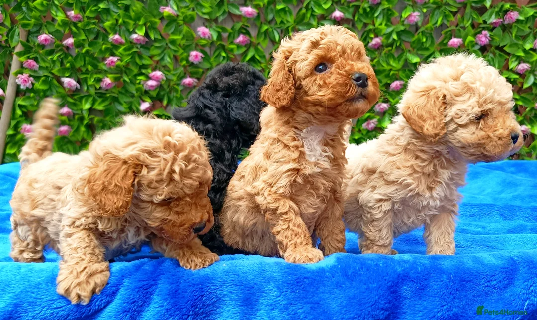 Toy Poodle dogs for sale: HEALTH TESTED TOY POODLES KC REG  - Advert 2