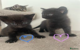 British Shorthair cats for sale: Grey and black tabby kittens 🌻 - Image 6