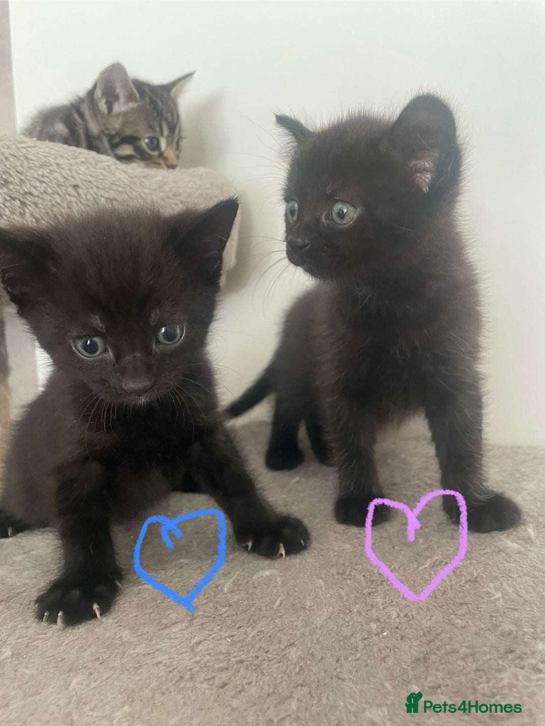 British Shorthair cats for sale: Grey and black tabby kittens 🌻 - Image 6