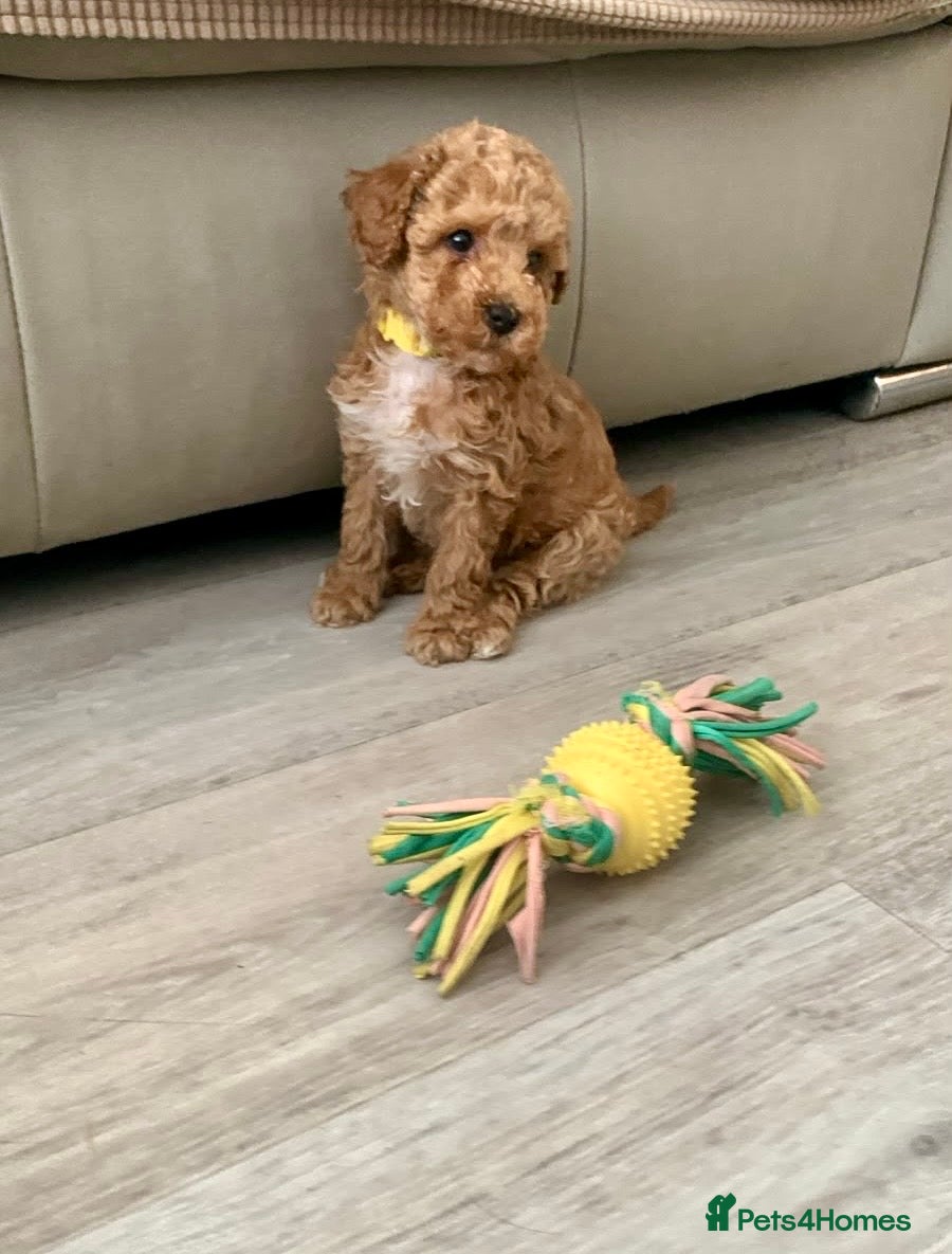 Toy Poodle dogs 🐩Outstanding Toy Poodle Puppies – Ready to view🐩 - Advert 1
