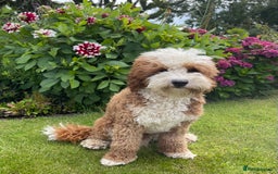 Labradoodle dogs for sale: 3 Red Girls  - Image 6