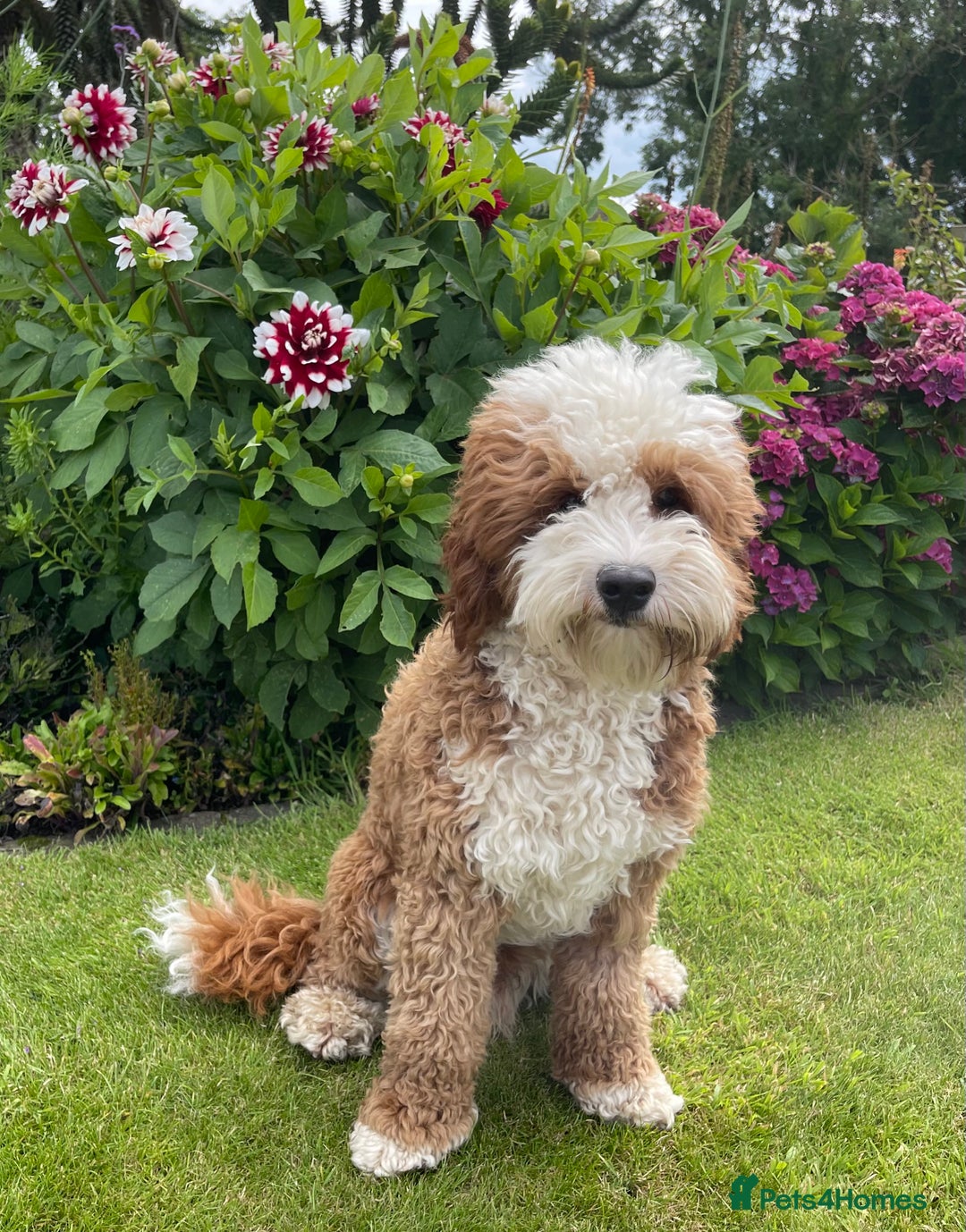 Labradoodle dogs for sale: 3 Red Girls  - Image 6