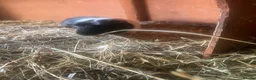 Guinea Pig rodents for sale: Male guinea pigs for sale  - Advert 4