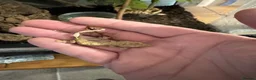 Gecko reptiles for sale: Mixed crested geckos  - Advert 7