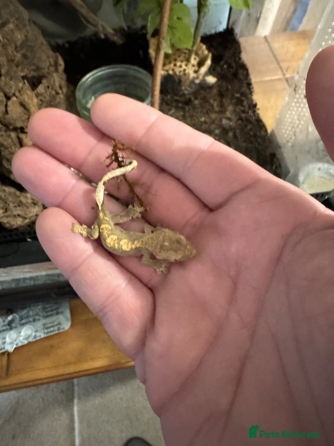 Gecko reptiles for sale: Mixed crested geckos  - Advert 7