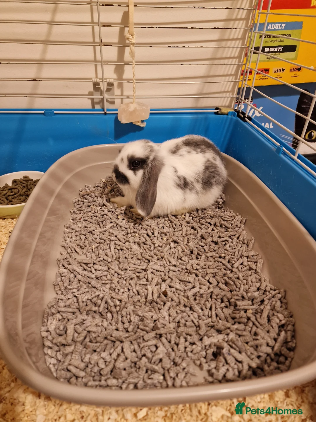 Mini Lop rabbits for sale: Mini lop rabbit  - Advert 2