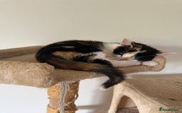 Oriental cats for sale: Adorable kittens ready to go - Image 5