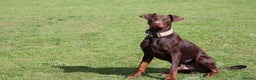 Dobermann dogs for sale: Denzel the male dobe - Advert 15