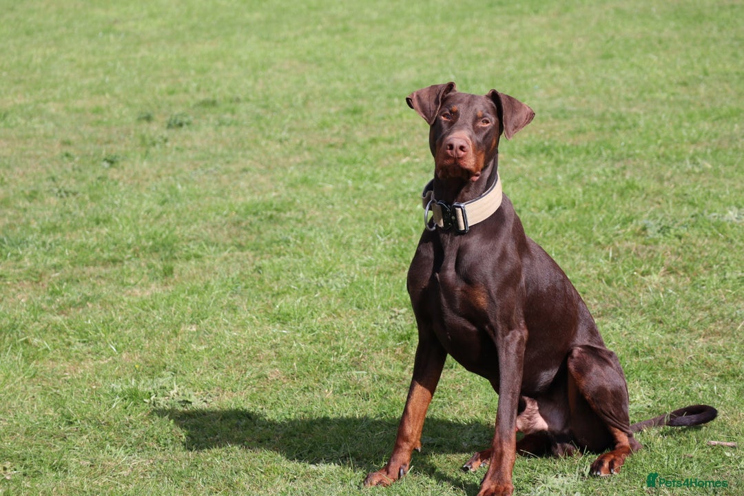 Dobermann dogs for sale: Denzel the male dobe - Advert 15