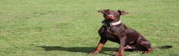 Dobermann dogs for sale: Denzel the male dobe - Advert 15