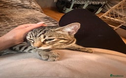 Savannah cats for sale: African bloodline, savanna kittens - Image 27