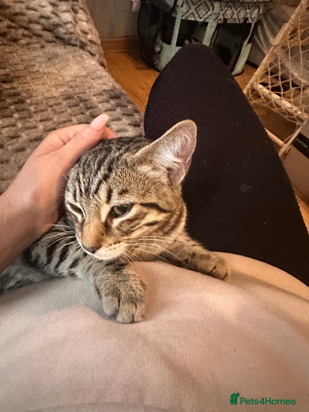 Savannah cats for sale: African bloodline, savanna kittens - Image 27
