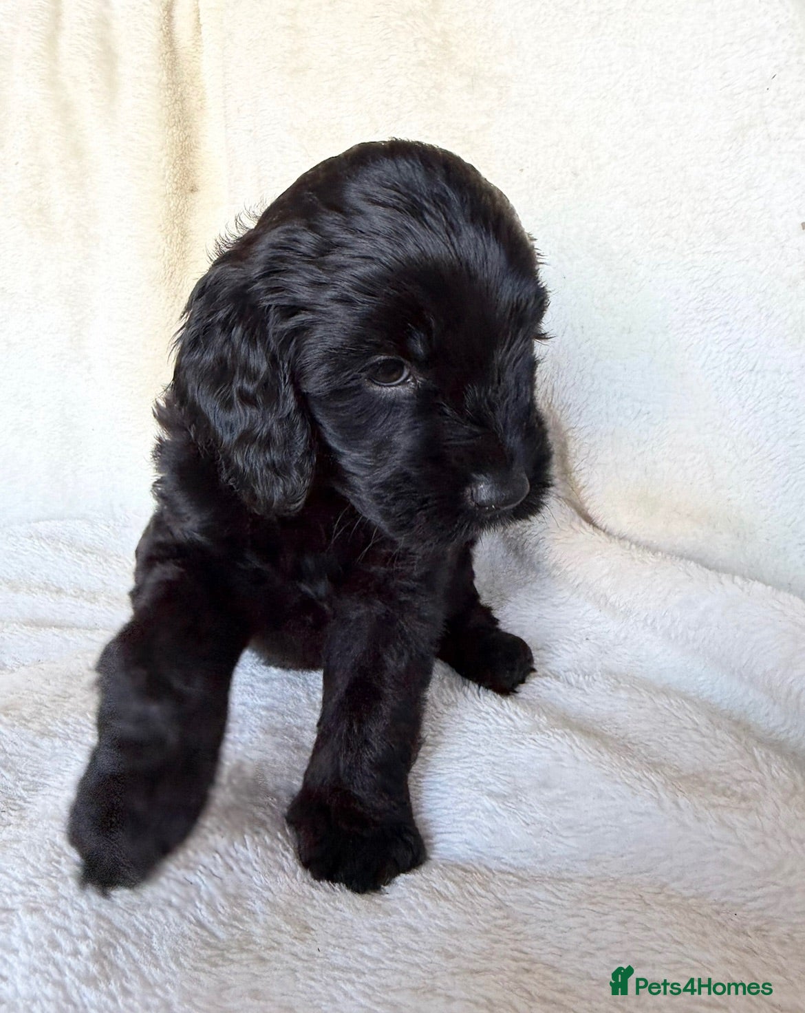 Australian Labradoodle dogs Multigenerational Australian Labradoodle Puppies - Advert 1