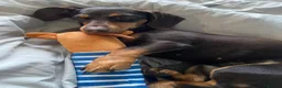 Dachshund dogs for sale: 2 year old Dachshund for sale  - Advert 3