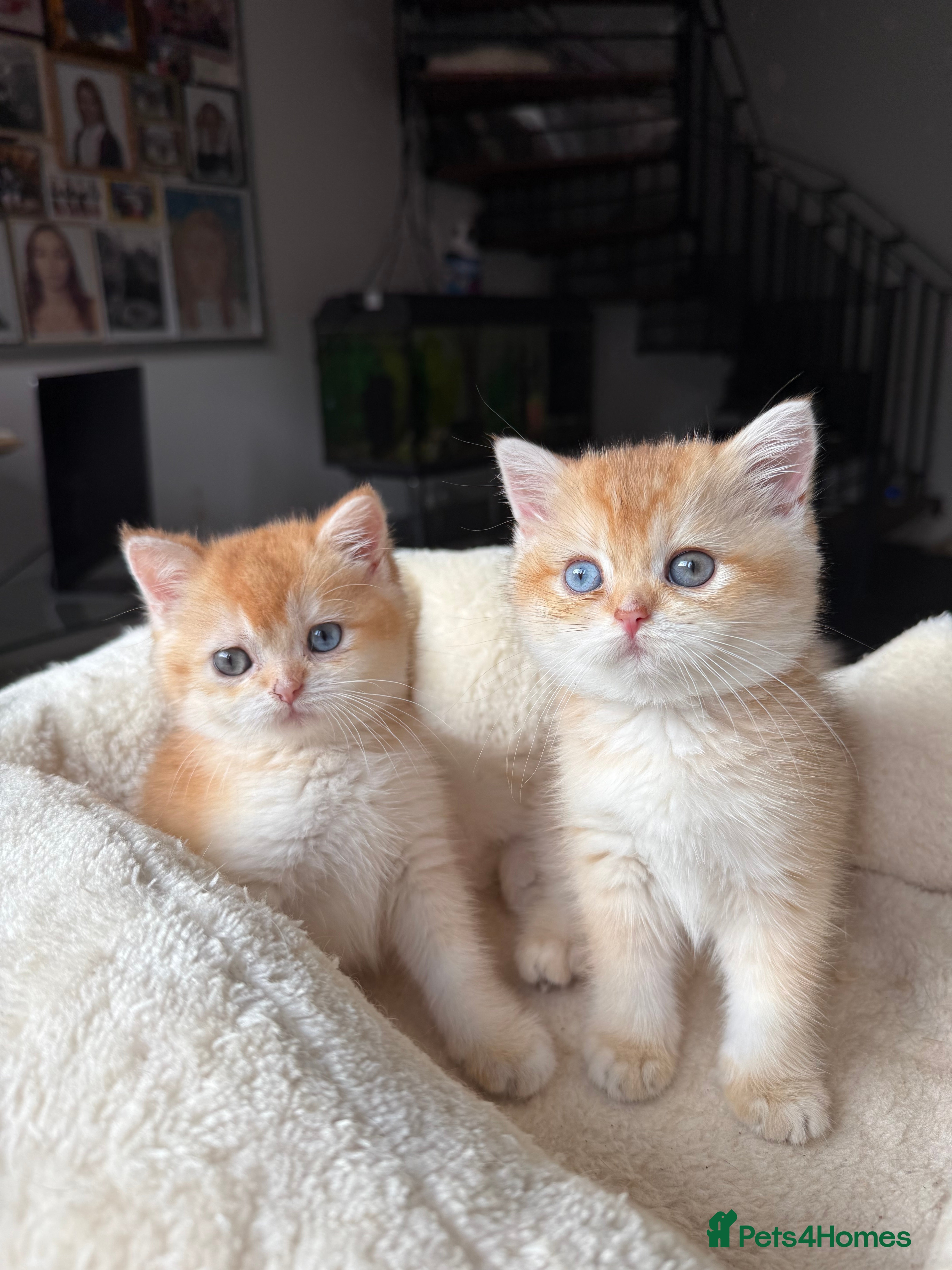 British Shorthair cats GCCF reg BSH Chocolate and Black Golden Kittens - Advert 4
