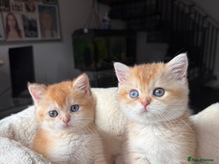 British Shorthair cats GCCF reg BSH Chocolate and Black Golden Kittens - Advert 4