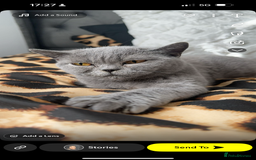 British Shorthair cats for sale: Rehoming my girl princess  - Image 1