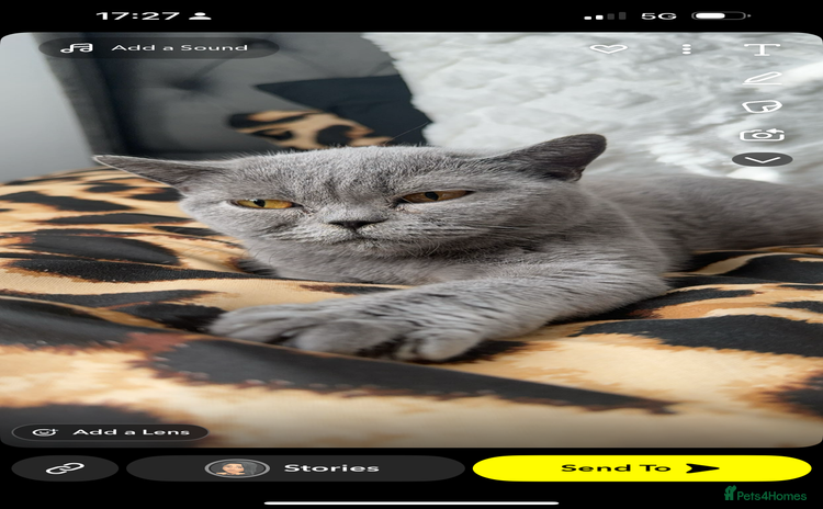 British Shorthair cats - Advert 1