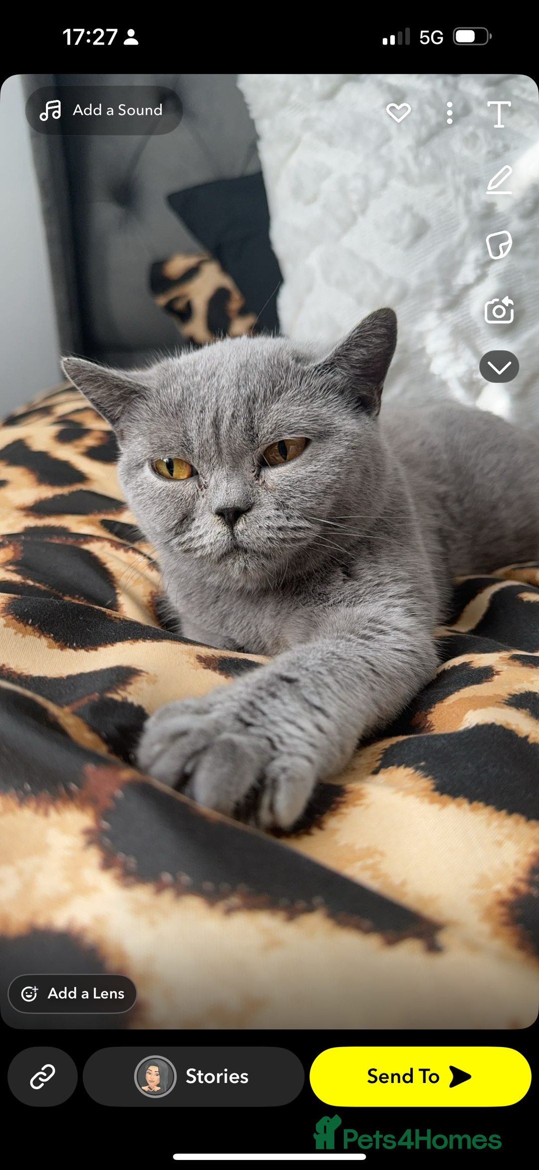 British Shorthair cats for sale: Rehoming my girl princess  - Image 1