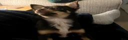 Chihuahua dogs for stud: Pure breed Chocolate Tri stud chihuahua  - Advert 6