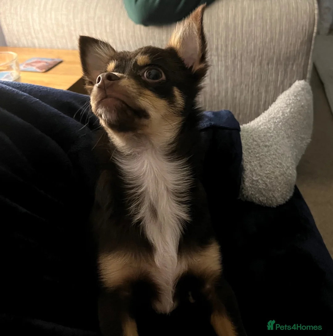 Chihuahua dogs for stud: Pure breed Chocolate Tri stud chihuahua  - Advert 6