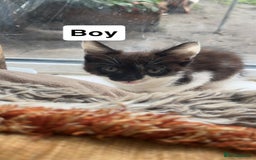 Mixed Breed cats for sale: Kittens for sale  - Image 1