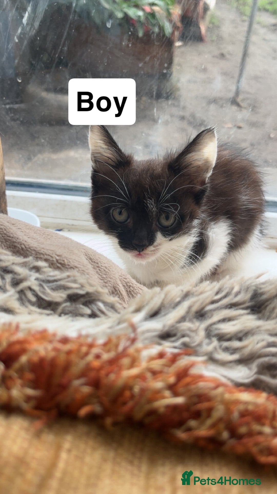 Mixed Breed cats for sale: Kittens for sale  - Image 1