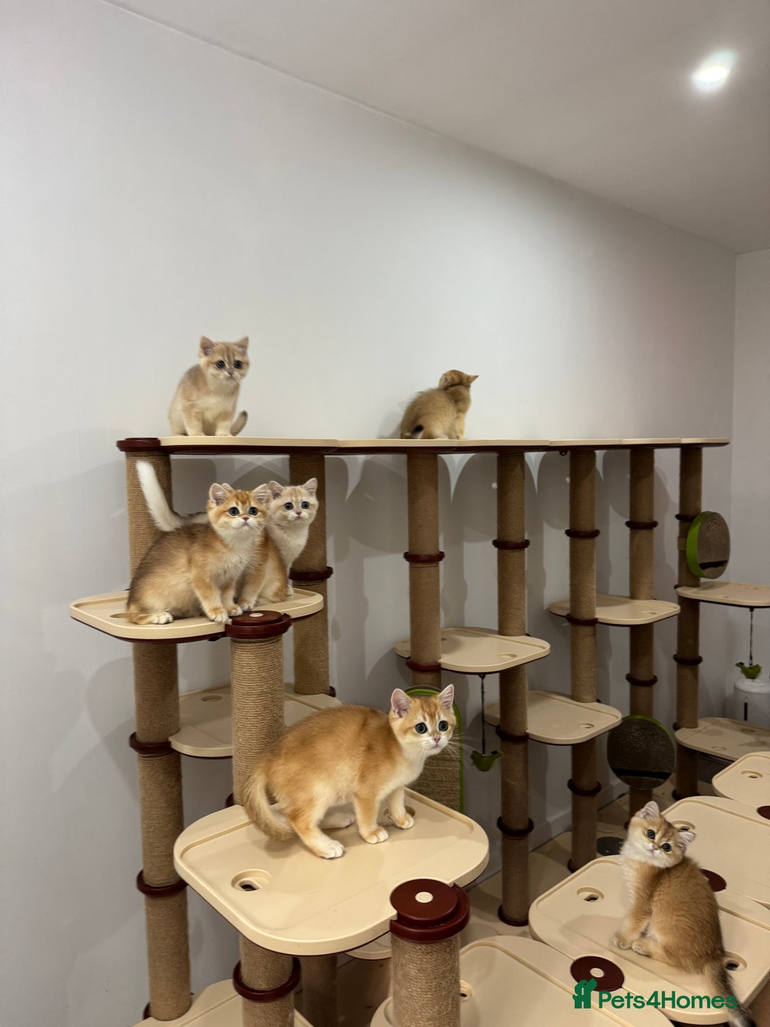 British Shorthair cats for sale: British Shorthair Golden kittens    - Image 18