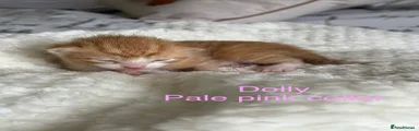 Mixed Breed Kitten 4